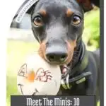 A small black and tan dog holds a toy egg in its mouth. The image is overlaid with the text: "Meet The Minis: 10 Adorable Downsized Breeds You'll Love Even More. Plus, learn how to keep your dog's weight in check for a happy, healthy pup.