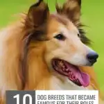A fluffy dog with a long, golden-brown and white coat, resembling a Collie, is featured against a blurred green background. Text reads, "10 Dog Breeds That Became Famous for Their Roles in Pop Culture." Learn tips on how to manage food-aggressive dogs from these iconic breeds.