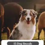 An Australian Shepherd with a blue merle coat and one blue eye sits happily amidst sheep, its tongue playfully out. The text reads, "13 Dog Breeds With Names Inspired By Geography," capturing the moment without addressing how to manage food aggressive dogs.