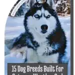 A Siberian Husky stands in the snow, surrounded by snowy trees. Text overlay reads "15 Dog Breeds Built For Extreme Weather And How They Thrive&mdash;plus tips on how to manage food aggressive dogs.