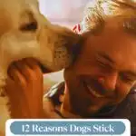 A happy man is being affectionately licked by a large, light-colored dog. The man smiles with eyes closed, savoring the moment. Text reads, "12 Reasons Dogs Stick Close To Certain People And Avoid Others: Discover why some dogs love water and why they choose their favorites.