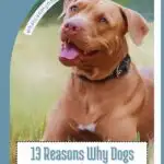 Smiling brown dog lounging with text overlay: "13 Reasons Why Dogs Stay Loyal To People Who Don&rsquo;t Deserve It." Discover intriguing insights like why some dogs love water. Visit us at whatcanmydogseat.com for more.
