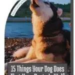 A husky dog sits on a rocky surface, mouth open, gazing upward against a watery backdrop and embankment. The text reads: "15 Things Your Dog Does That Have Roots in Wolf Behavior and Insights into How Dogs Experience Time.