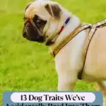 A pug wearing a harness stands on grass, looking to the side. The background is grassy, and text at the top and bottom discusses traits bred into dogs with incredible endurance.