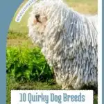 A dog with long, corded fur stands on grass. Text reads, "10 Quirky Dog Breeds That Prove Nature Has A Sense Of Humor." It's amazing how some dogs do jobs better than you! A website URL is partially visible at the top left.