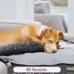 A brown and white dog snoozes on a sofa with a fluffy grey pillow under its head, dreaming away. The text at the top reads, "WHATCANMYDOGEAT.COM," and at the bottom, "10 Secrets Behind Why Dogs Sleep The Way They Do&mdash;discover how dogs experience time in their dreams.