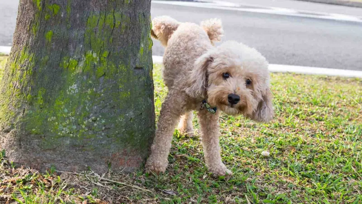 A curly-haired dog stands near a tree on a grassy area. The dog is looking curiously at the camera, with its body partly behind the tree. A paved road is visible in the background.