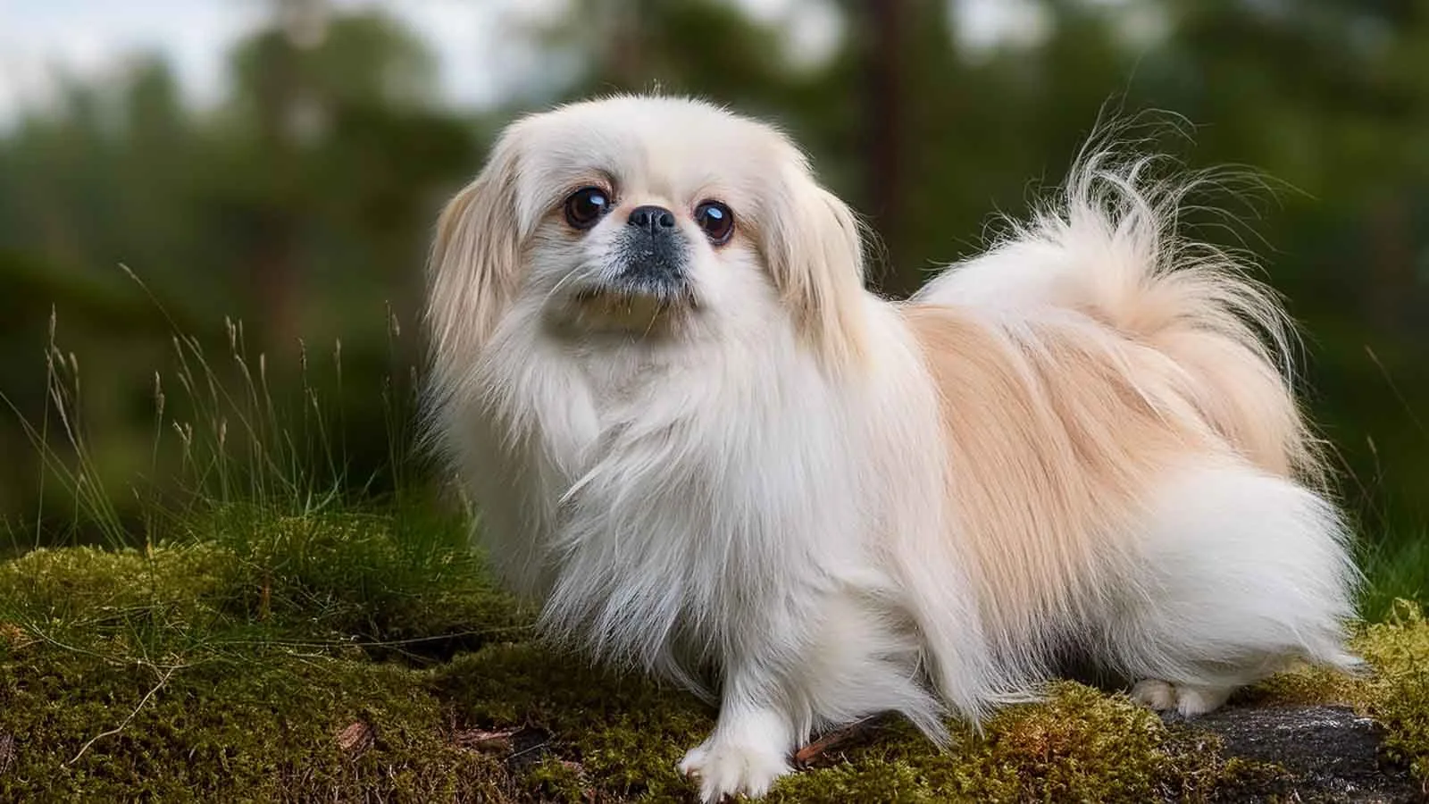 A small, fluffy dog with cream and white fur stands on a patch of mossy ground in a forested area, looking towards the camera with a gentle expression. The background is blurred, showcasing green foliage.