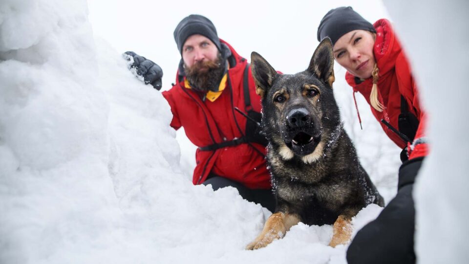 10 Trusted Dog Breeds for Search and Rescue Work