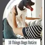 A person in a striped shirt joyfully cradles a dog on their lap while lounging on a couch. The dog, tongue out and content, embodies the essence of "things dogs notice about people" that often go unnoticed by everyone else.