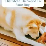 A fluffy white dog relaxes on a rug as a person gently touches its nose. Above the dog, text reads: "12 Little Things You Do That Mean The World To Your Dog." Discover how dogs make humans better through simple, loving gestures. At the bottom, a website URL is visible.