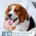 A person wearing a white sweater cuddles a brown and white beagle. Text on the image reads, "12 Reasons Beagles Are the Best and Will Steal Your Heart." Discover how dogs make humans better at www.whatcanmydogeat.com.