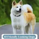 A fluffy, medium-sized dog with white and tan fur stands on a paved path amidst lush greenery. The text reads: "10 Friendly-Looking Dogs You Don’t Want to Mess With," spotlighting gentle dog breeds for seniors that combine charm with protective instincts.