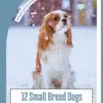 A gentle dog with long ears and a fluffy coat sits in the snow, looking up. The text reads: "12 Small Breed Dogs Without That Yappy Small-Breed Vibe. Perfect gentle dog breeds for seniors." A website URL, whatcanmydogeat.com, is also visible.