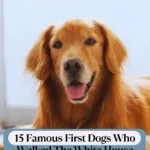 A happy golden retriever with a relaxed expression is lying indoors. The text above reads, "15 Famous First Dogs of the White House Who Walked The White House Lawn.