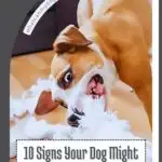 A playful dog is enthusiastically tearing apart a fluffy white toy on a wooden floor. The image features the text "10 Signs Your Dog Might Need More Mental Stimulation" in a decorative frame, highlighting some strange things dogs do that are normal.
