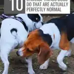 Two dogs sniff each other in an outdoor setting, showcasing one of the strange things dogs do that are normal. The text overlay reads, "10 Strange Things Dogs Do That Are Actually Perfectly Normal." Website URL at the bottom: www.whatcanmydogeat.com.