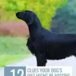A black dog stands on a path surrounded by green and brown foliage. Text overlay reads, "WhatCanMyDogEat.com" at the top and "12 Clues Your Dog’s Diet Might Be Missing Something Important" at the bottom, highlighting strange things dogs do that are normal.