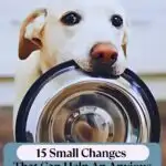 A dog, showcasing one of those strange things dogs do that are normal, holds a silver bowl in its mouth, gazing up with wide eyes. Text above reads &ldquo;WHATCANMYDOGEAT.COM,&rdquo; while below it says &ldquo;15 Small Changes That Can Help An Anxious Dog Feel More Secure.&rdquo; The setting is indoors.