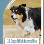 A Border Collie, reminiscent of the first dogs of the White House, runs energetically across a grassy field. Text reads, "10 Dogs With Incredible Stamina That Can Outrun, Outwork & Outlast You." Website address is placed at the top.