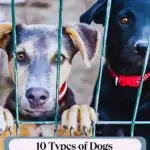 Two dogs with hopeful expressions stand behind a wire fence. A banner above reads, "WHATCANMYDOGEAT.com," and a caption below states, "10 Ways Dogs Find Comfort in Shelters: Least Likely to Get Adopted.