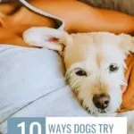 A person holding a small, light-colored dog close to their chest. The dog appears relaxed, showcasing one of the many ways dogs comfort us. The image features text reading, "10 Ways Dogs Try to Comfort Us," with a website URL at the top.