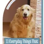 A fluffy golden retriever, reminiscent of the first dogs of the White House, stands in a doorway with a playful smile and tongue out. Overhead text on a blue and white backdrop reads, "11 Everyday Things That Confuse The Life Out Of Your Dog," with stone wall decor to the right.