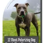 A brown and white dog stands on grass with misty trees in the background. The image includes text: "12 Most Polarizing Dog Breeds That Always Spark Controversy," reminiscent of the debates surrounding first dogs of the White House, and a website URL at the top.