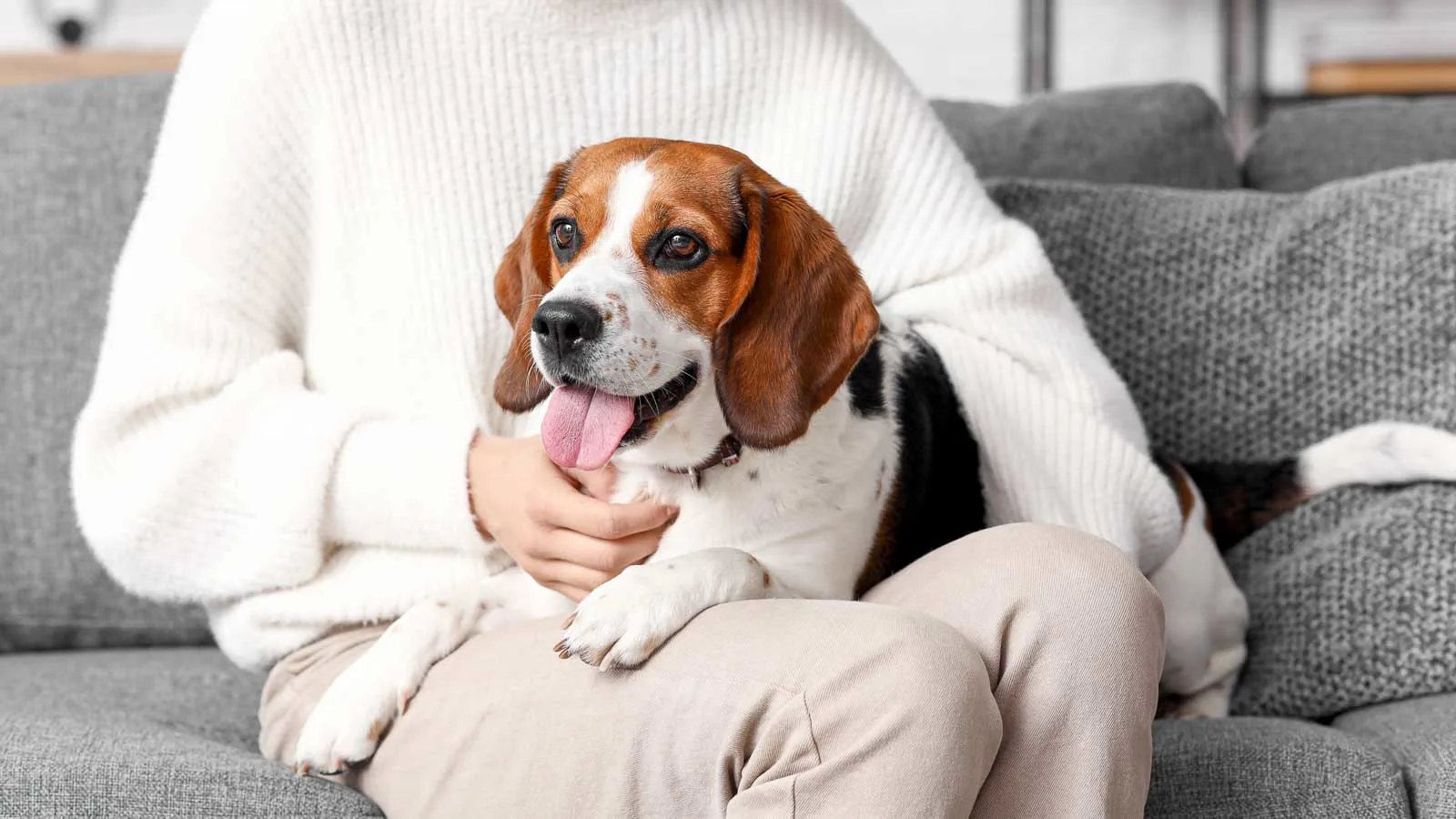 A person in a white sweater is sitting on a gray couch, holding a happy beagle on their lap. The dog is looking forward with its tongue out.