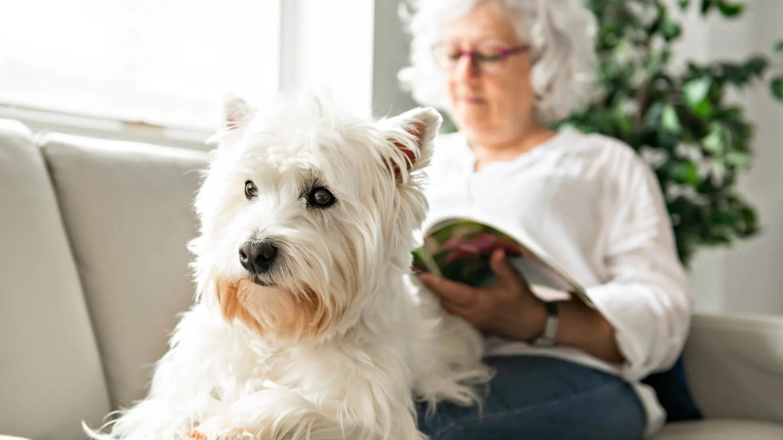 A fluffy white dog sits attentively on a light-colored sofa. In the background, an elderly person with white hair and glasses is reading a book, partially blurred. A green plant is visible beside them.