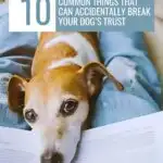 A dog snuggles on a person's lap, gazing up as they hold a book titled "10 Common Things That Can Accidentally Break Your Dog's Trust." Discover how to strengthen your bond with your dog. Visit us at www.whatcanmydogeat.com for more tips.