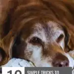 A brown dog lies peacefully with its head on a blanket. The text reads, "10 Simple Tricks to Strengthen Your Bond with Your Dog" alongside a website URL. The dog's eyes are relaxed and half-closed, exuding trust and comfort.
