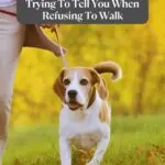 A person walks a Beagle on a leash through autumn's grassy expanse. Text reads, "12 Things Your Dog Is Trying To Tell You When Refusing To Walk." Discover how to strengthen your bond with your dog on the website mentioned below.