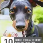 A black and tan dog with cropped ears holds a toy in its mouth. Text above reads "www.whatcanmydogeat.com." A box below shares 10 things you can do to make your dog's life better and strengthen your dog's trust in you.