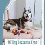 A happy Siberian Husky lies on a dog bed surrounded by colorful toys. Above, text reads: “whatcanmydogeat.com.” Below, text says: “10 things you can do to make your dog's life better.”.