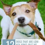 A small brown and white dog tugs on a leash with its mouth while looking up, standing on green grass&mdash;one of the quirky signs a dog feels safe with you. Text above reads &ldquo;12 Dogs That Are Low-Key Jerks (But We Love Them Anyway).&rdquo;.