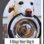 A yellow labrador retriever holds a shiny metal dog bowl in its mouth. Text below reads, "9 Ways Your Dog Is Secretly Gas Lighting You." Spot the signs a dog feels safe with you at whatcanmydogeat.com.