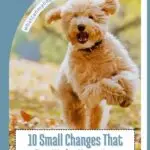 A fluffy, happy dog runs outdoors on grass with autumn leaves. Text overlay reads: "10 Small Changes for a Happier and Healthier Dog.