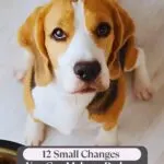 A beagle dog with brown, black, and white fur looks up at the camera while sitting near a bowl of dry dog food. Text above reads: "12 Small Changes for a Happier and Healthier Dog to Help Reduce Your Dog&rsquo;s Stress Levels.