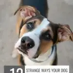 A curious dog with a tilted head looks up. Text reads: "12 strange ways your dog tries to communicate with you every day&mdash;discover small changes for a happier and healthier dog" and "www.whatcanmydogeat.com" at the top.
