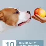 A brown and white dog sniffs a red and yellow apple in a person's hand, with text above and below about foods dogs love that are good for them and highlighting healthy foods dogs can eat.