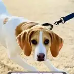 A brown and white dog on a leash looks alert while walking on dry grass. Text above reads, "10 Ways to Calm a Dog Without Medication," including tips like using foods dogs love that are good for them.