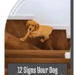 A golden-brown puppy stands on wooden stairs looking up, with text below that reads, "12 Signs Your Dog Thinks You&rsquo;re Part of Their Pack," plus tips on foods dogs love that are good for them.