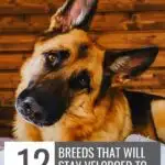 A German Shepherd sits with its head tilted, looking at the camera. Text overlay reads: &ldquo;12 squirrel obsessed dog breeds that will stay velcroed to your side.&rdquo; The background is wood paneling.