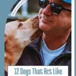 A man wearing sunglasses and a blue cap smiles as a golden retriever affectionately nuzzles his face. Text reads: "12 Dogs That Act Like Therapists&mdash;Plus the Secret Behind Squirrel Obsessed Dog Breeds.