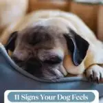 A pug lies comfortably in a dog bed, relaxed and content. Text above reads, "11 Signs Your Dog Feels Completely At Home With You"—clear signs you're giving your dog a good life. The pup looks cozy and perfectly at ease indoors.