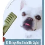 A person holds a green dental chew in front of a white dog with big ears and a pink tongue. Text at the bottom reads: "12 Signs You're Giving Your Dog a Good Life&mdash;Things You Could Do Right Now to Make Your Dog Happier.