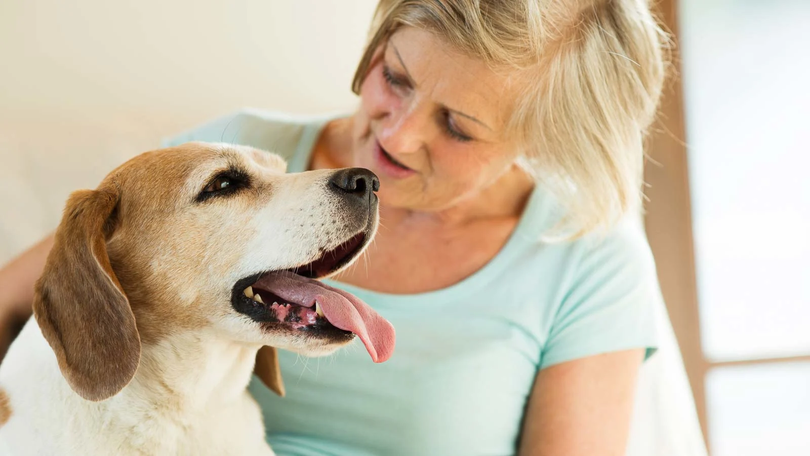 A smiling older woman in a light blue shirt lovingly looks at a joyful beagle with its tongue out, sitting closely beside her in a bright indoor setting.