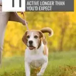 A person walks a beagle on a leash through a grassy area with autumn leaves. Text reads: "11 dogs that act like an anti-depressant and age gracefully, staying active longer than you'd expect. www.whatcanmydogeat.com".