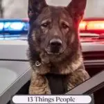 A German Shepherd police dog leans out of a police car window with red and blue lights flashing, above a banner that reads, "13 Things People Get Totally Wrong About Police Dogs&mdash;including myths about anti-inflammatory foods for dogs to age better.